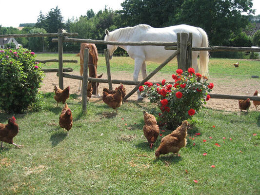 La ferme au colombier