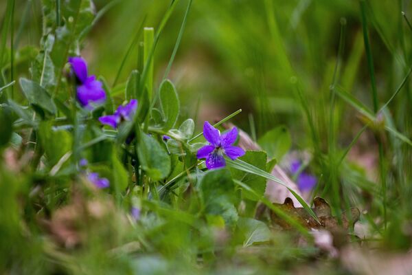 Violettes-1 © Hervé Gallepy