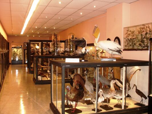 Musée des beaux-arts et d'histoire naturelle de Châteaudun