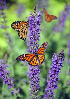 animal-beautiful-biology-675313