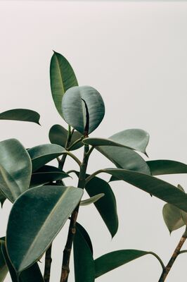beautiful-botanic-botanical-1048035