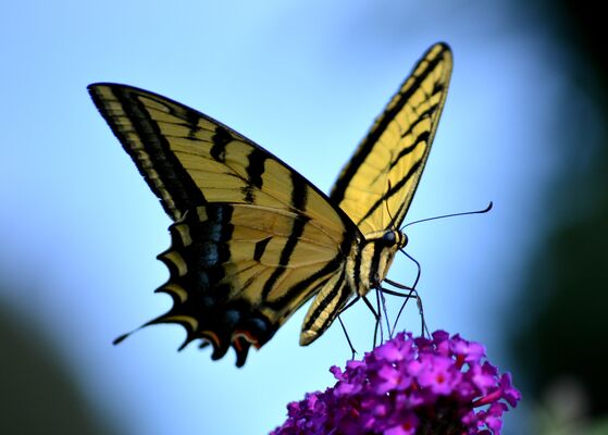 beautiful-bloom-blossom-355401