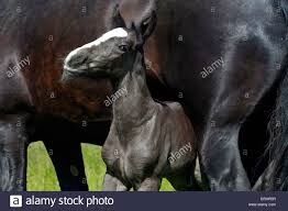 cheval les ecuries des landes