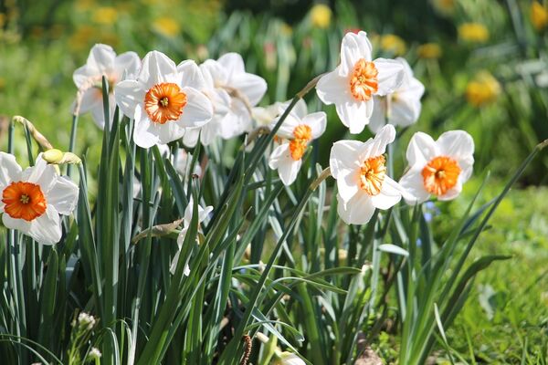 fleurs-2