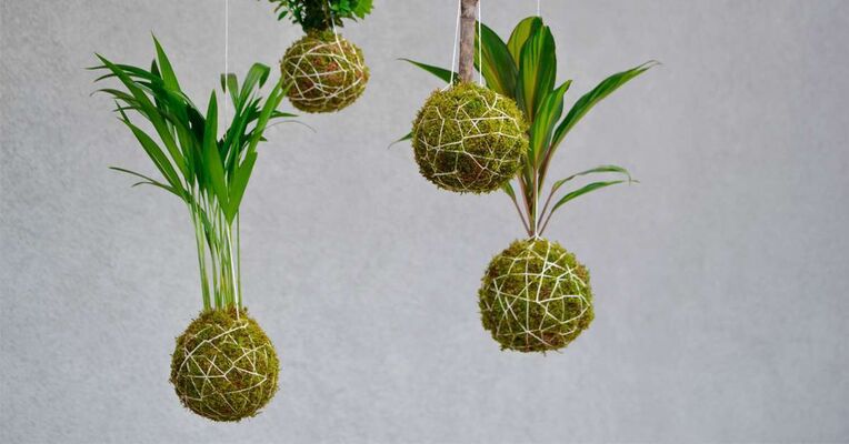 kokedama-suspendu