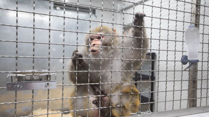 primates1