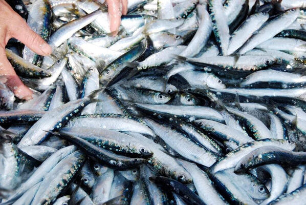 Compagnie bretonne du poisson - Penmarch - 01