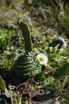 Atelier nature - Tréguennec - Pays Bigouden