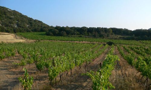 MAS LUMEN VIGNES