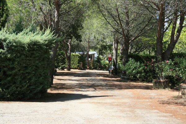 ALLEE-4