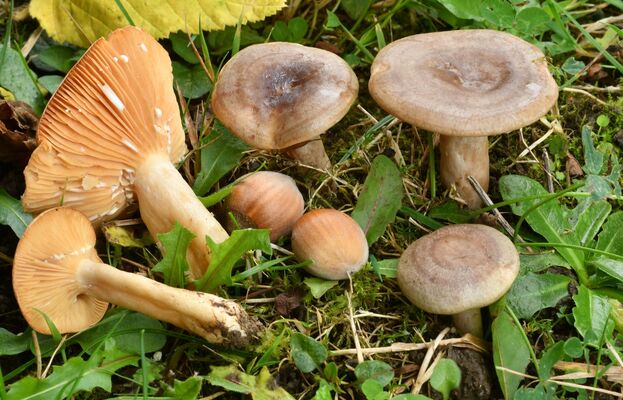 Champignons 2 avril