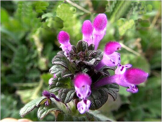 Conference-jeudi-14-mai-La-sexualite-des-plantes-2