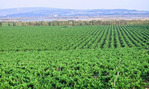 Domaine De La Yole White Wine Vendres Tourist Office