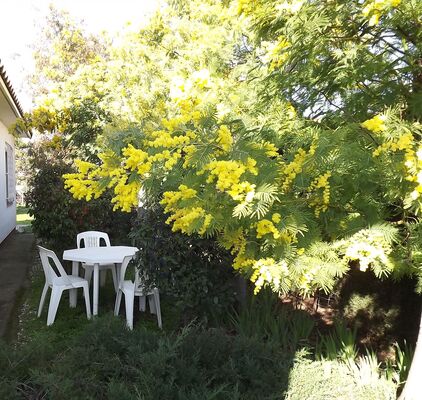 Le jardinet à l'ombre des mimosas
