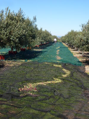 Domaine Lupia 2013