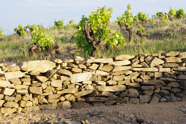 Domaine-de-Cebene---Faugeres-01