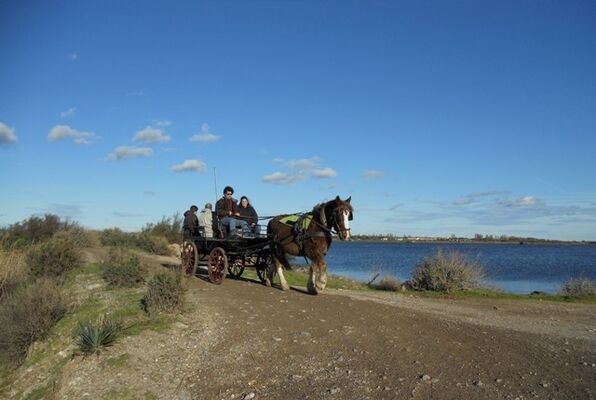 RANCH_LE_PETIT_SAM_calecheRosalie1[_18janv2012