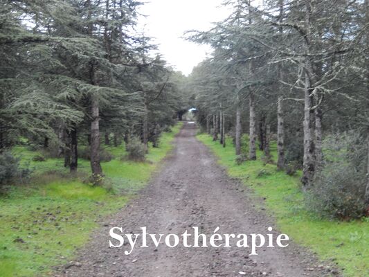 Sylvotherapie
