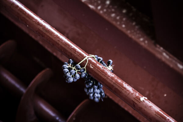 Vendanges-S