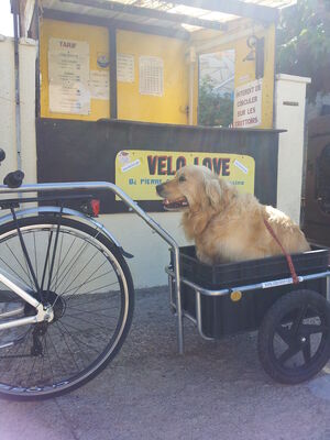 meme les chiens