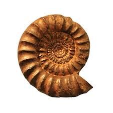 fossile