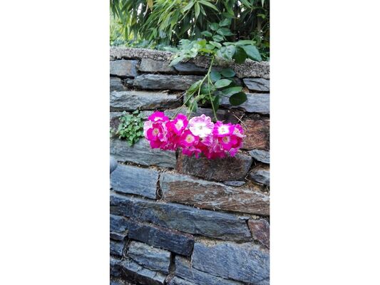Mon-jardin1