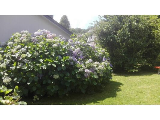 Mon-jardin2