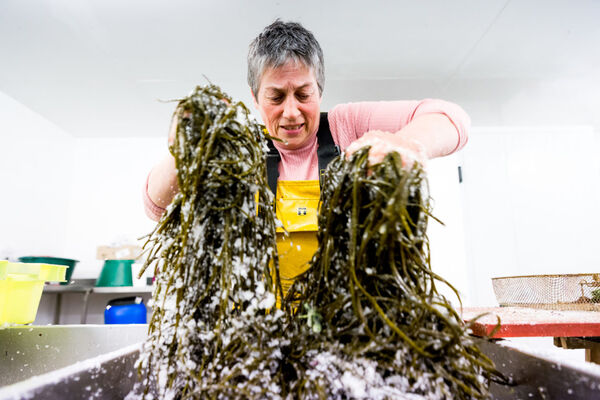Atelier cuisine des algues - Scarlette Le Corre - Guilvinec - Pays Bigouden