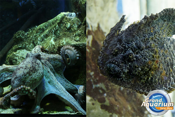 Animations Grand Aquarium - Saint-Malo - 28octau3nov2018