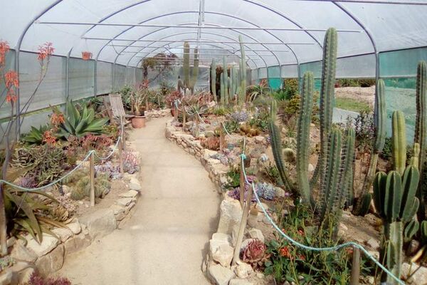 Jardin Exotique de Roscoff