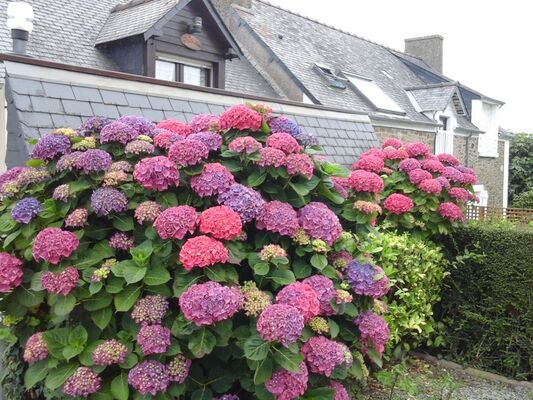 Location Le Passiflor Mme Barre Saint Jouan des Guérets