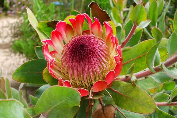 Jardin Exotique de Roscoff