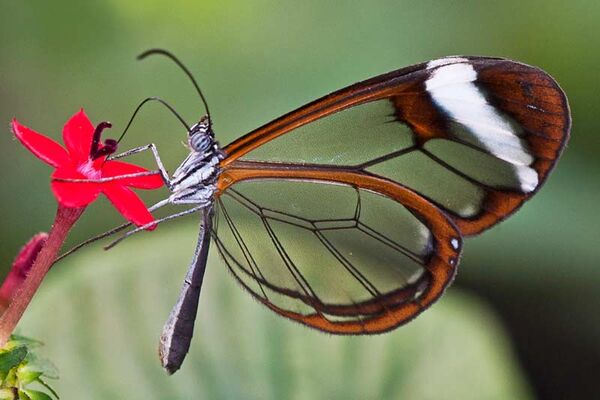 Le Jardin aux Papillons