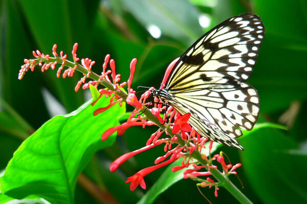 Le Jardin aux papillons