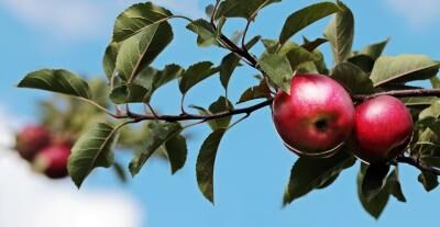 apple-2788651-960-720-2