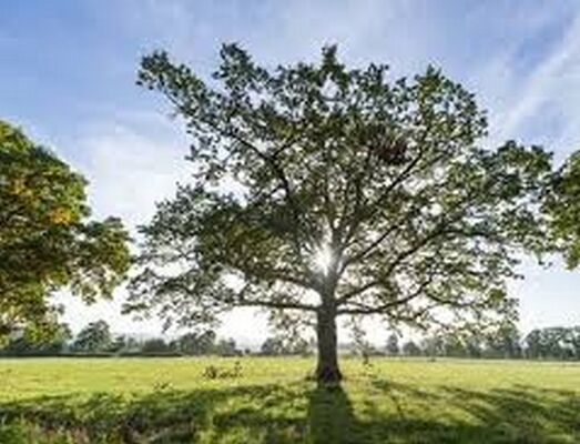 arbre-missiriac