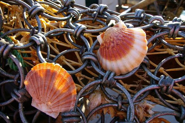drague coquilles© J Rouxel - Office de Tourisme d’ERQUY (22)