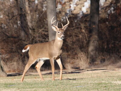 les-5-animaux-le-cerf-1