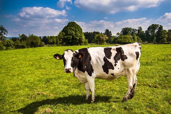 vache-3