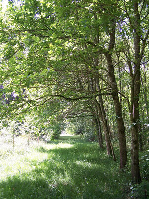 ARBORETUM Cardeilhac(4)