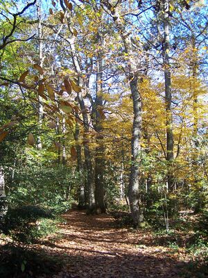 ARBORETUM Cardeilhac(6)