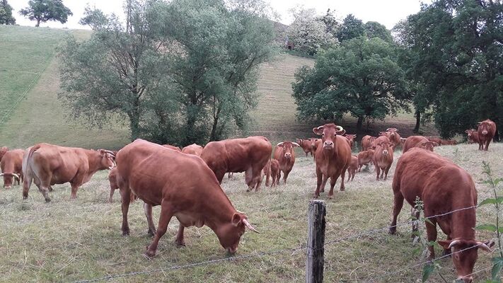 Exploitation-Ferme-la-Colombe-VILLEMUR-SUR-TARN