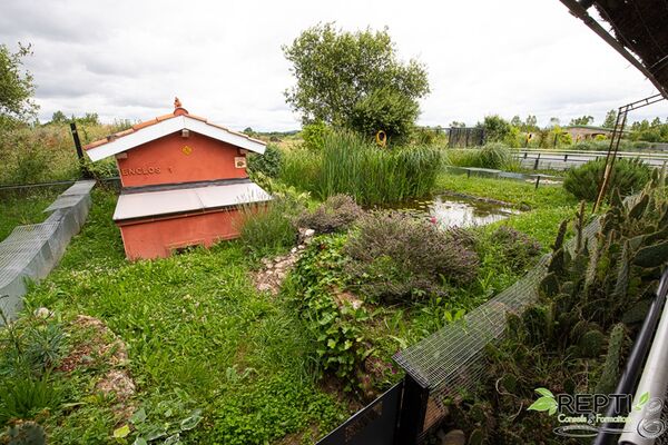 Enclos-Le-Refuge-des-Tortues-BESSIERES