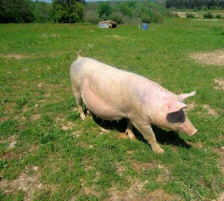 Ferme_aux_chochons-bio-credit-OTHautsTolosans (3)