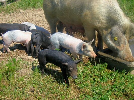 Ferme_aux_chochons-bio-credit-OTHautsTolosans (4)