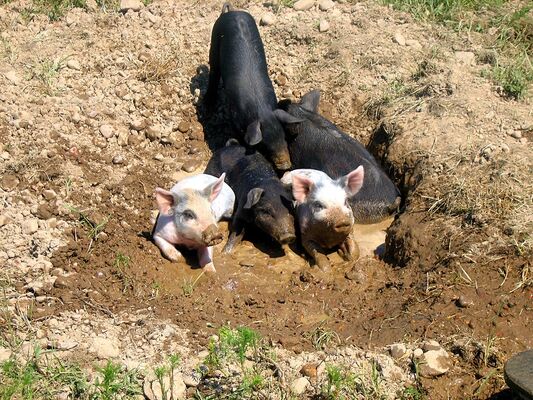Ferme_aux_chochons-bio-credit-OTHautsTolosans (5)