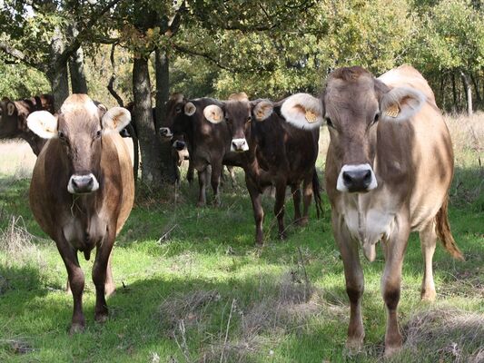 Ferme de Cabriole Vaches
