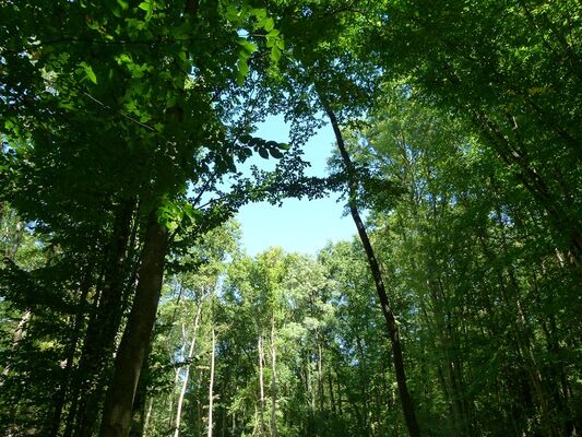 Foret-bouconne-credit-SMAF-Bouconne--2-