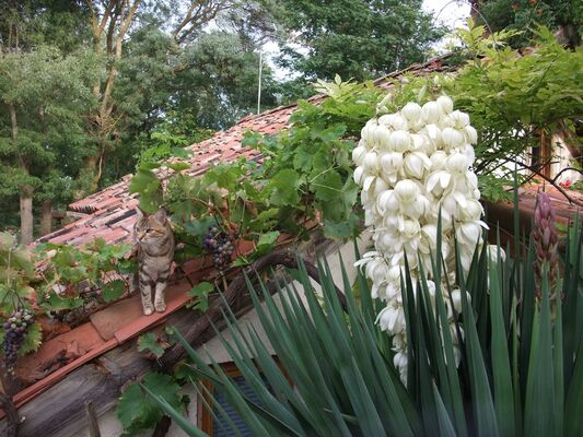 Gîte l'Ostal La Paguère Nature Mauvezin