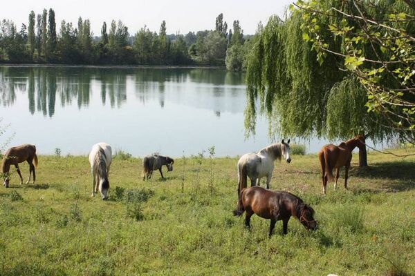 Haras Capel salles sur Garonne